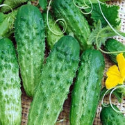 Carolina Cucumber Seeds