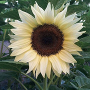 Cream Sunflower Seeds