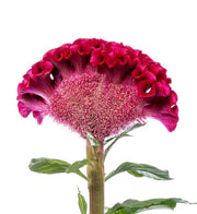 Seasonal Bloomer Dark Pink Celosia Seeds