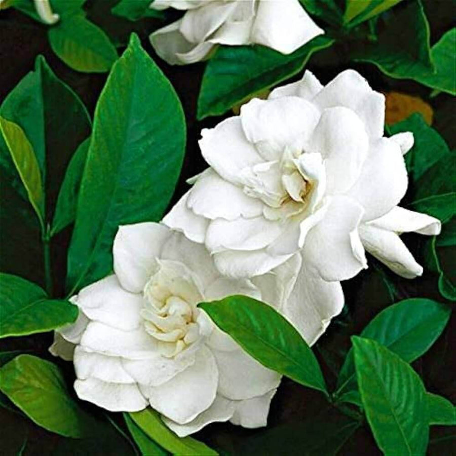 Arabian Fragrant Jasmine Seeds
