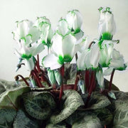 Green & White Cyclamen Seeds