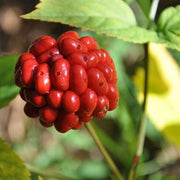American Ginseng Seeds, Herbal