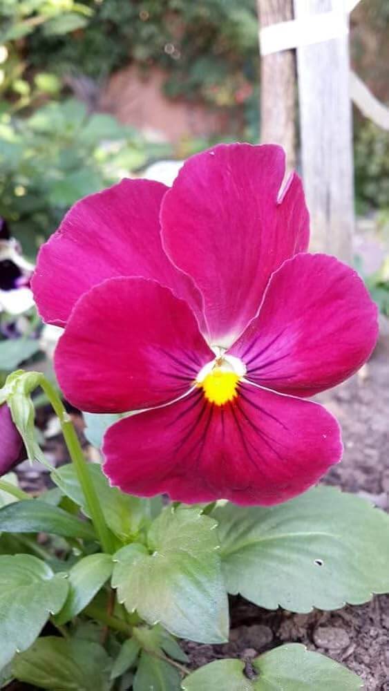 Semi Delta Pure Rose Pansy Seeds