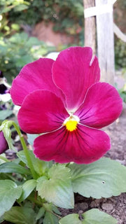 Semi Delta Pure Rose Pansy Seeds