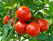 Dar Tomato Seeds