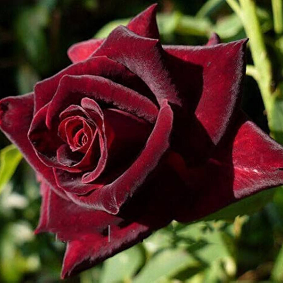 Marron Rose Seeds