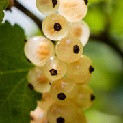 White Currant Seeds