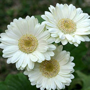 White Vanilla Gerbera Daisy Seeds