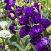 Long Lasting Lisianthus Seeds