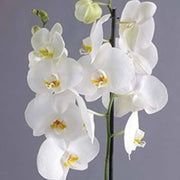 Standard Phalaenopsis Orchid Seeds