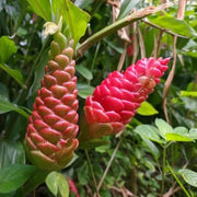 Perennial Ginger Seeds