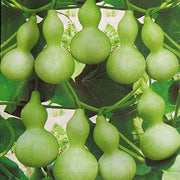Lagenaria Siceraria Pumpkin Seeds