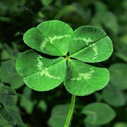 Four Leaf Clover Seeds