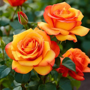 Gold Rose Rose Seeds