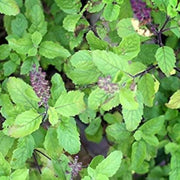 Holy Basil Sanctum Basil Seeds, Herbal