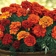 Bronze Marigold Seeds