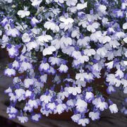 Blue Splash Lobelia Seeds