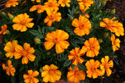 French Disco Orange Marigold Seeds