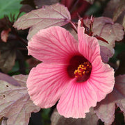 Cranberry Hibiscus Seeds
