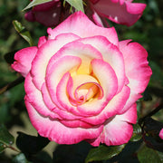Vibrant Coral-Red Rose Seeds