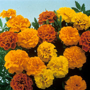 Marigold Seeds - Durango Outback Mix Seeds