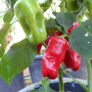 Aleppo Pepper Seeds