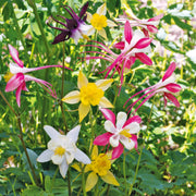 Aquilegia Mixed Mckana Giant Columbine Seeds