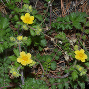 Hardy Blooms Bigflower Cinquefoil Seeds