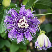Passiflora Incarnata Passion Seeds