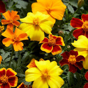 French Disco Mix Marigold Seeds