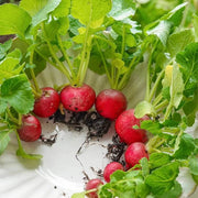 Confetti Mix Radish Cherry Seeds