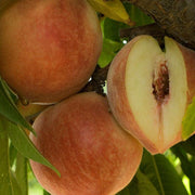 Babcock Peach Seeds