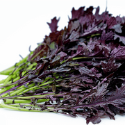 Lime Streaks Mizuna Seeds, Herbal