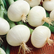 Paris Silverskin Pearl Onion Seeds