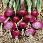 Red Burgundy Onion Seeds