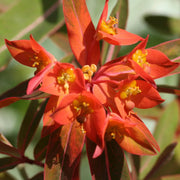 Red Griffithii Wildflower Mix Seeds