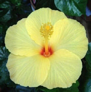 Light Yellow Hibiscus Seeds