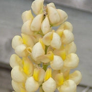 Yellow & White Lupine Seeds
