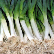 Large American Flag Leek Seeds