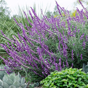 Leucantha Salvia Seeds
