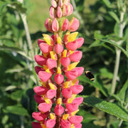 Yellow & Pink Lupine Seeds