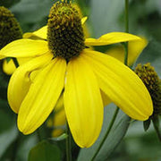 Laciniata Rudbeckia Seeds