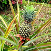 Green Pineapple Seeds