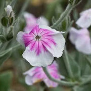 Angel's Blush Lychnis Coronaria Seeds