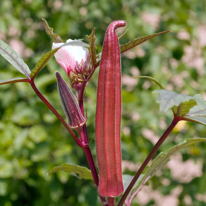 Burgundy Okra Seeds