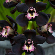 Black Orchid Seeds