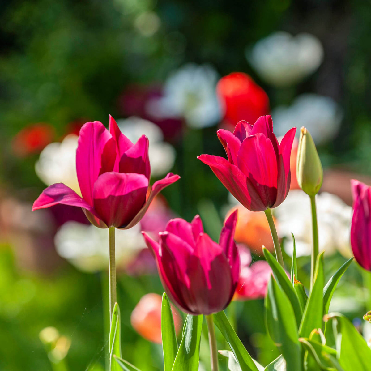 Fringed Tulip Seeds