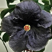 Black Hibiscus Seeds