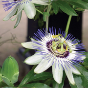 Mixed Passion Passiflora Seeds