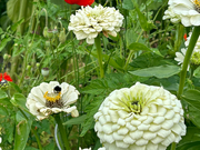 Polar Bear Zinnia Seeds